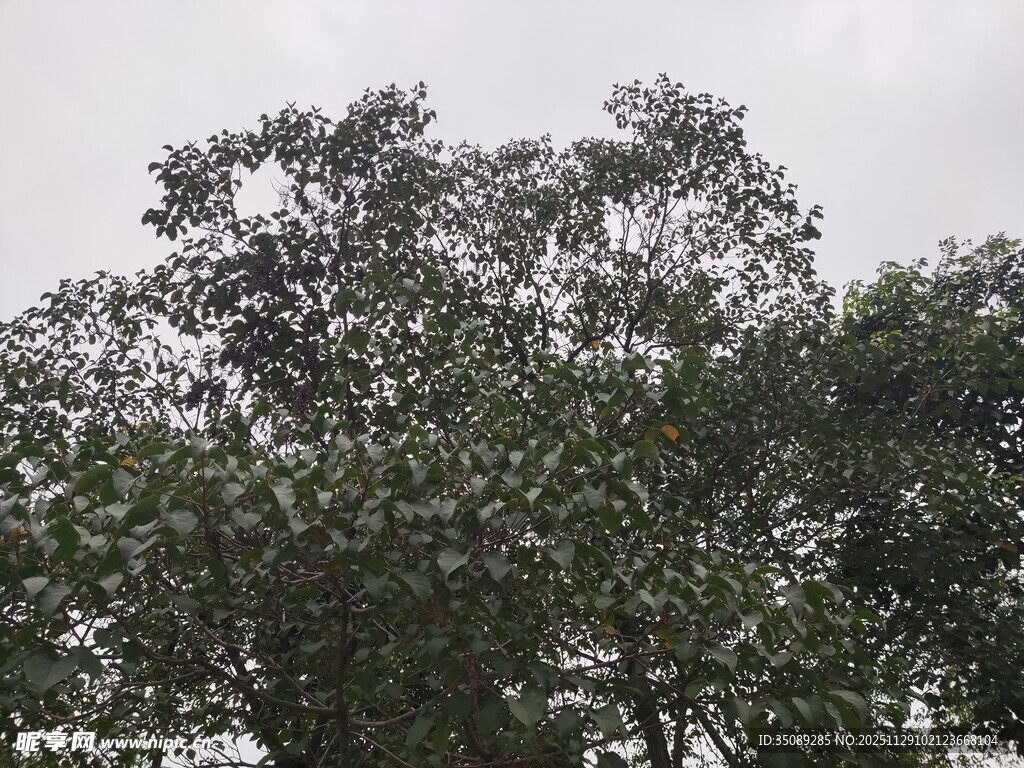 茂密树林中的葱郁树冠