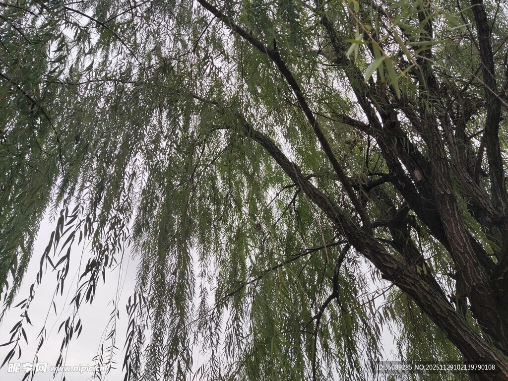 垂柳依依枝条随风摇曳