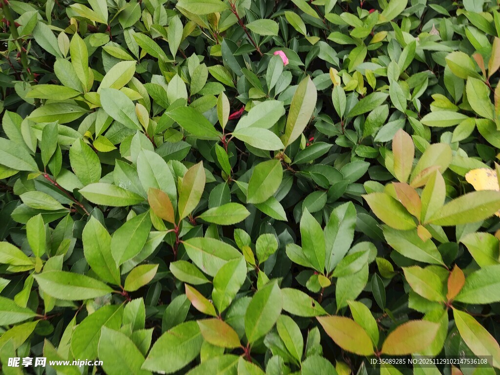 翠绿繁茂的灌木丛