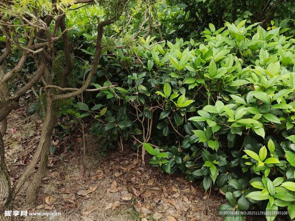 繁茂绿植中的曲折枝干
