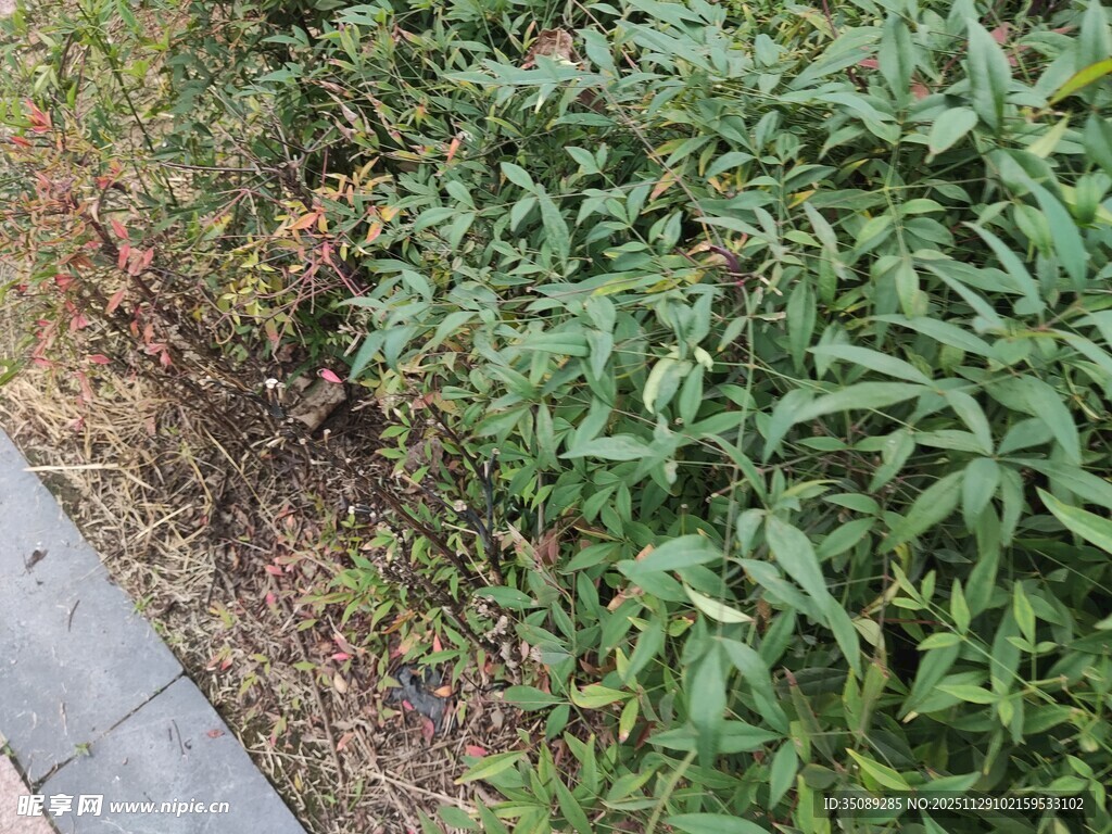 路边的绿色植物景观