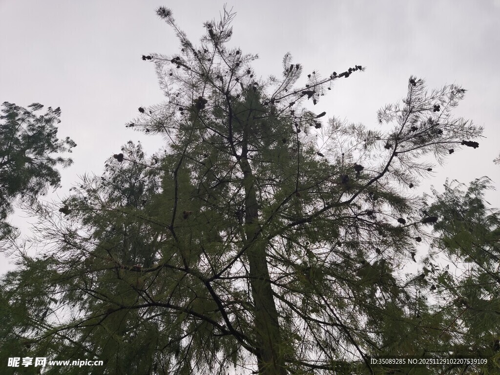 高耸松树与朦胧天空