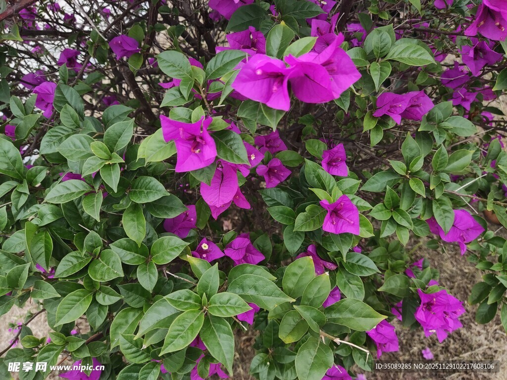 绽放的紫色三角梅