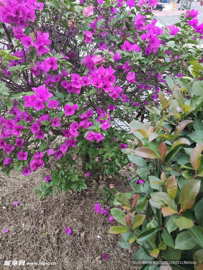 绽放的艳丽三角梅