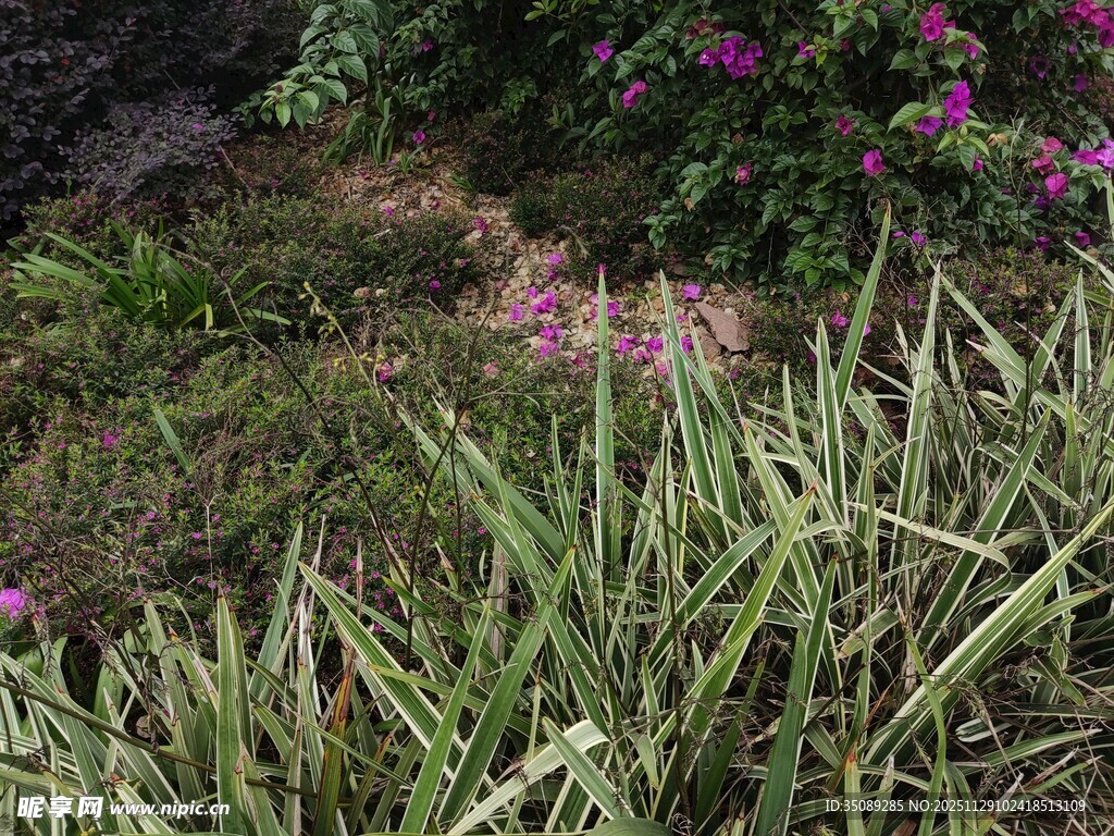 草丛中的紫色花卉