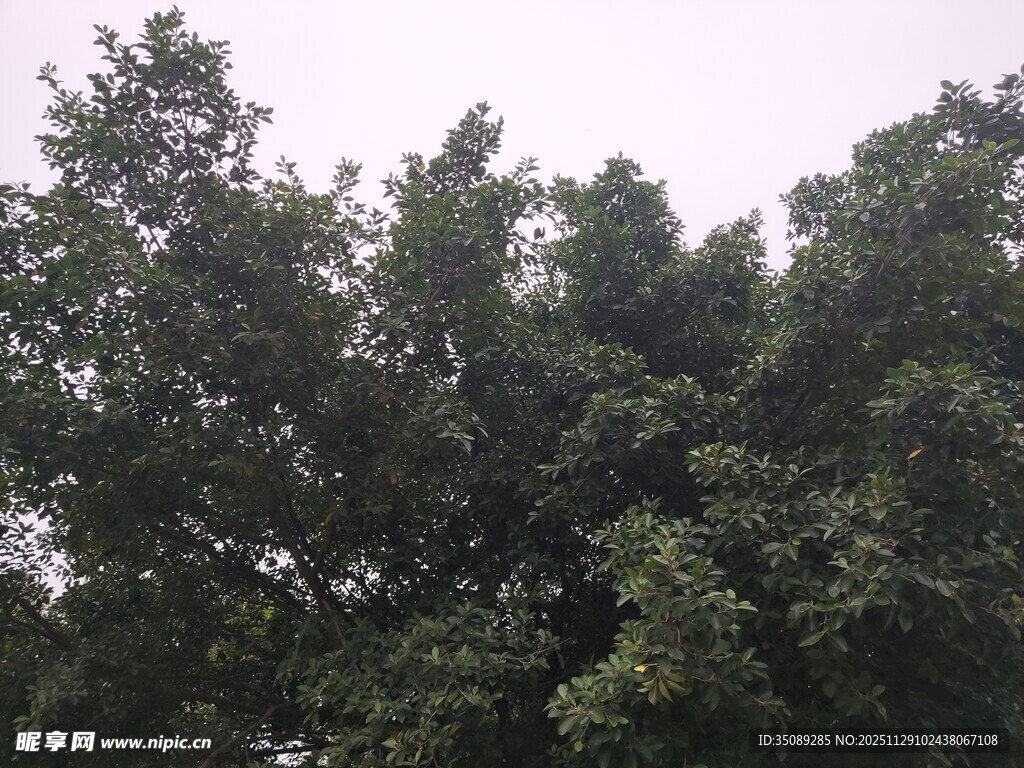 茂密绿树顶清新自然景