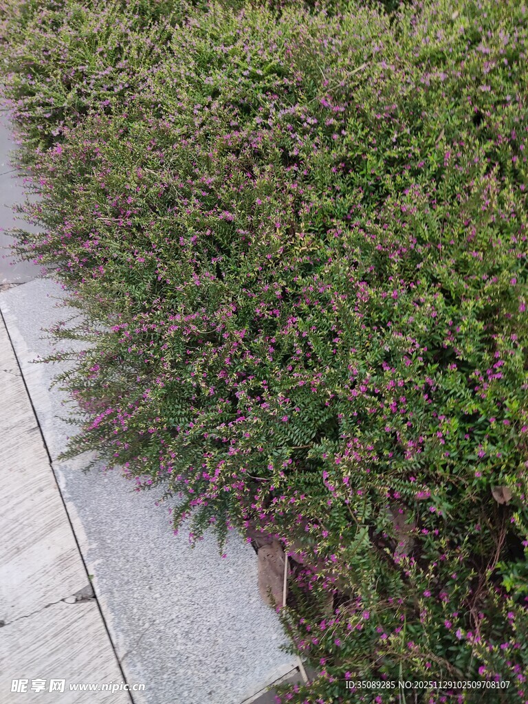 路边繁茂的绿色植物