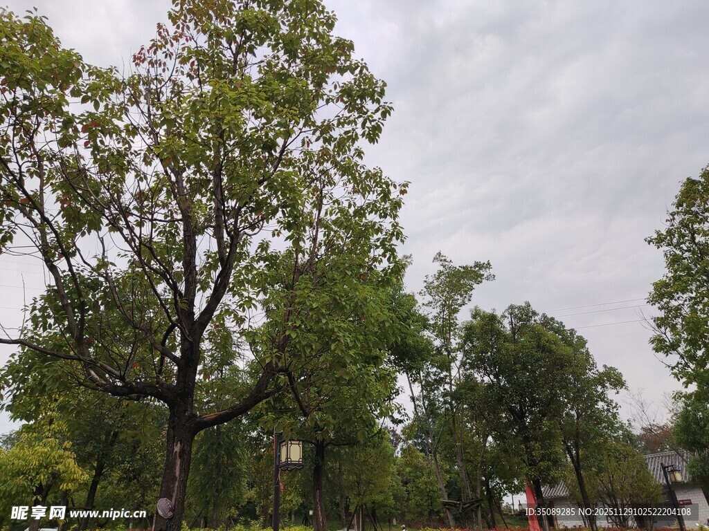 户外绿树成荫的自然景象