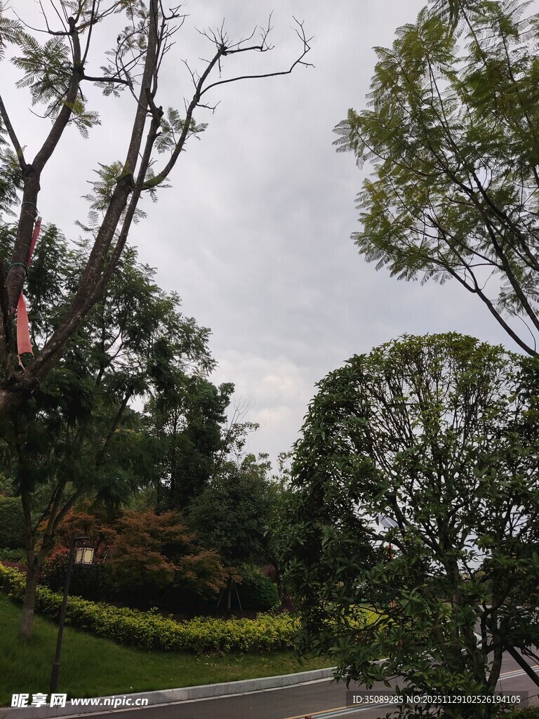 户外绿树成荫的景致