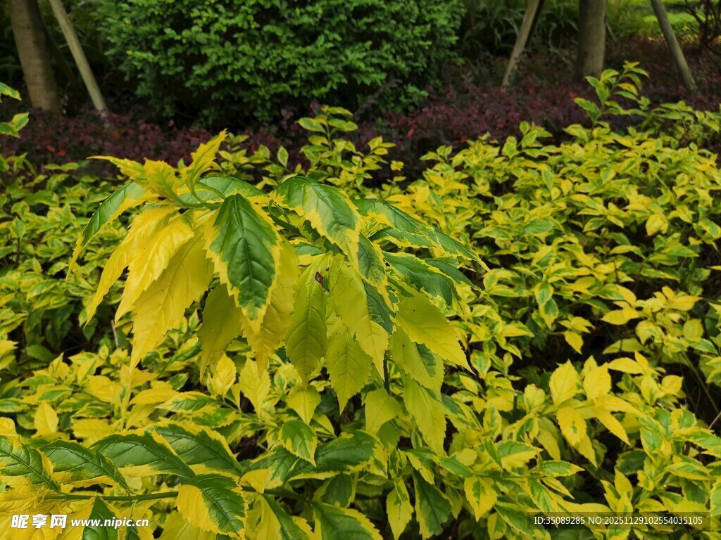 金黄绿叶植物景观