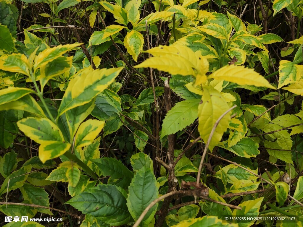 黄绿相间的斑斓叶片植物