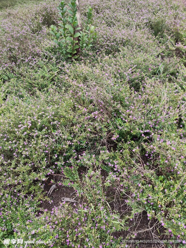 野外杂草丛生的土地