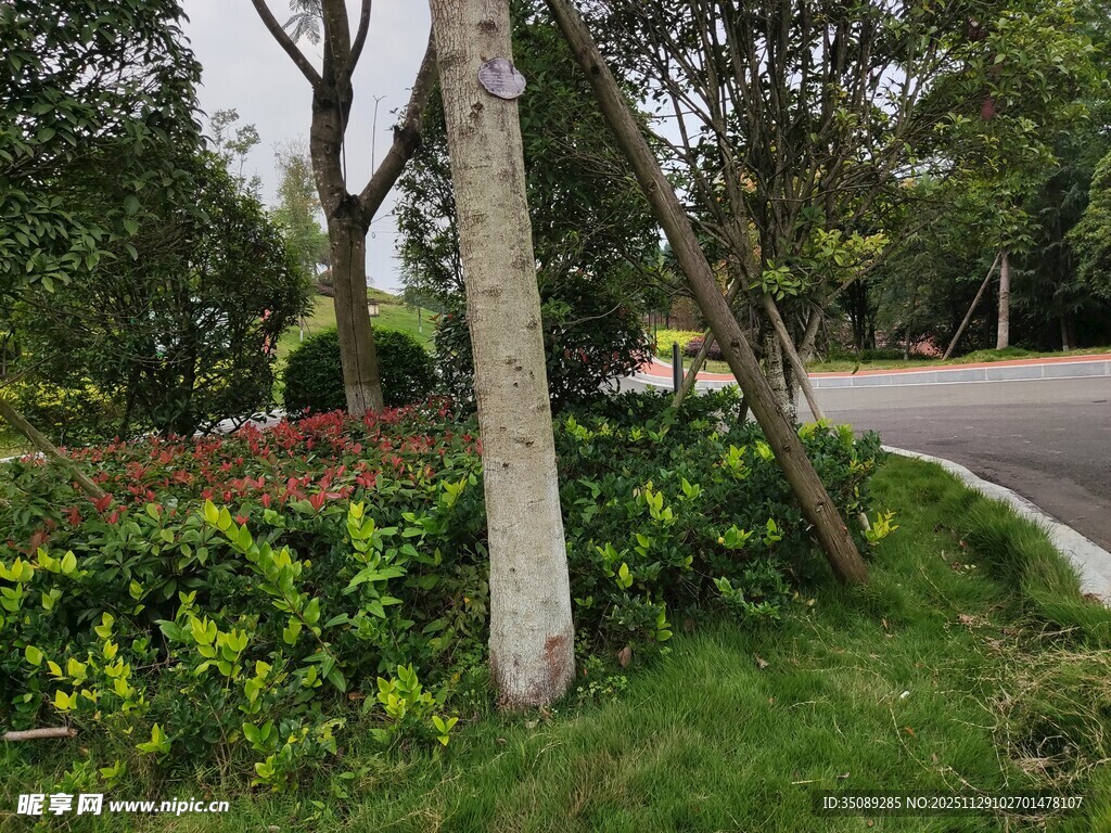 路边树木旁的灰色石柱