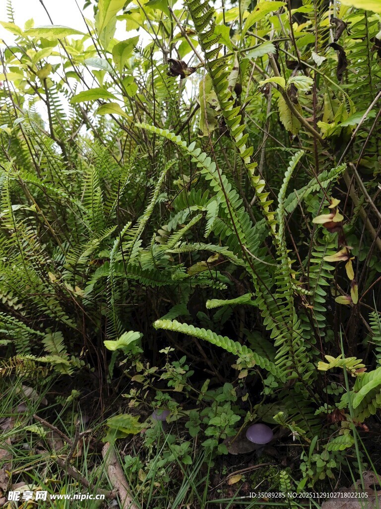 茂密丛生的绿色蕨类植物