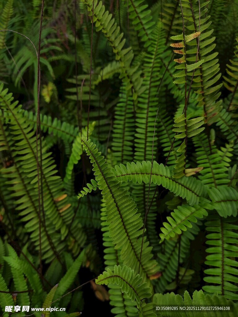 翠绿蕨类植物特写