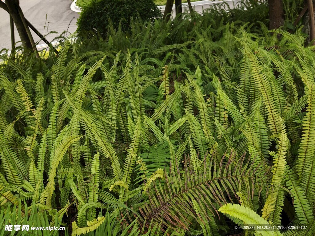 翠绿蕨类植物景观
