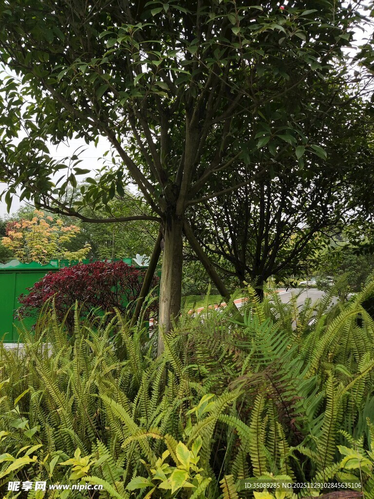 绿意盎然的户外植物景观