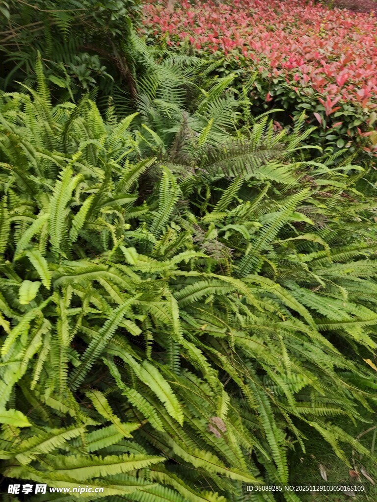 翠绿繁茂的绿植景观