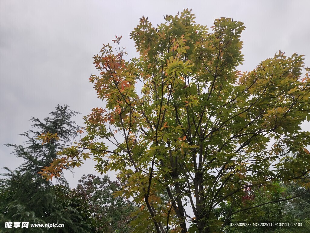 秋日多彩树木景观
