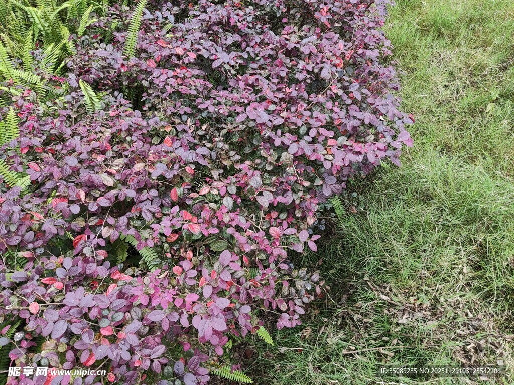 紫叶小檗植物景观