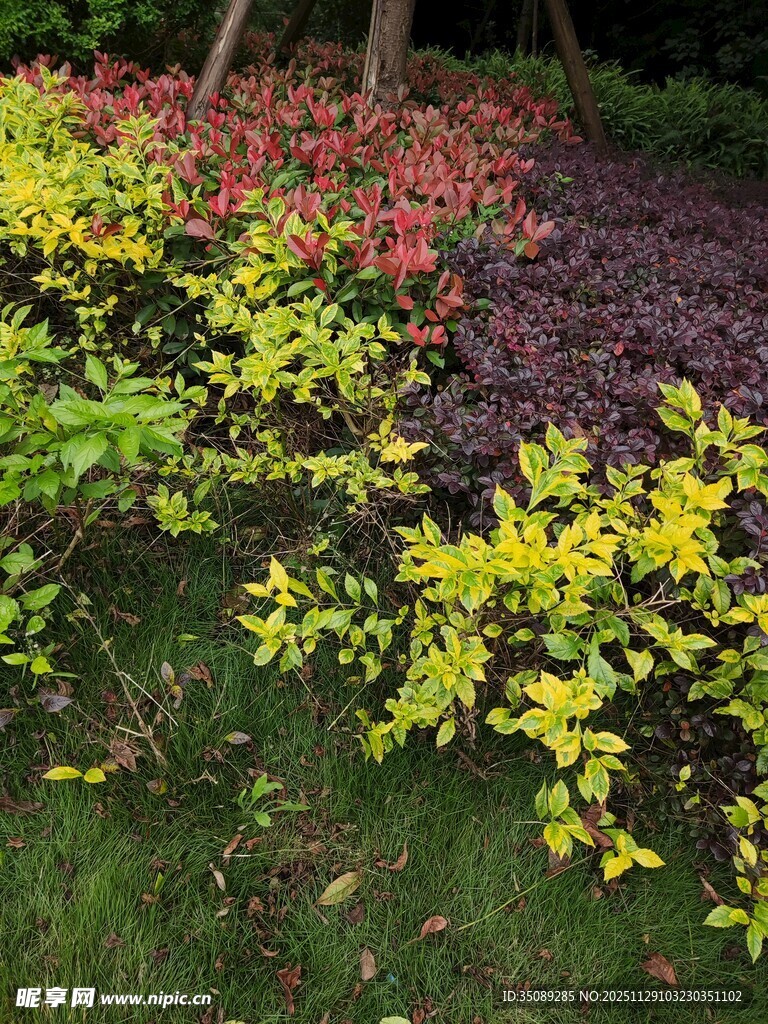 多彩花卉绿植景观