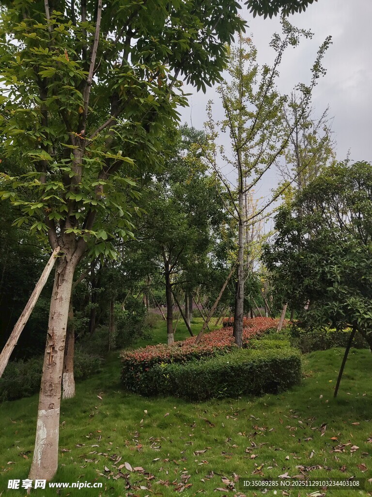 绿意盎然的公园景观