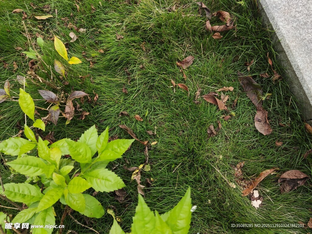 墙角绿植生机盎然