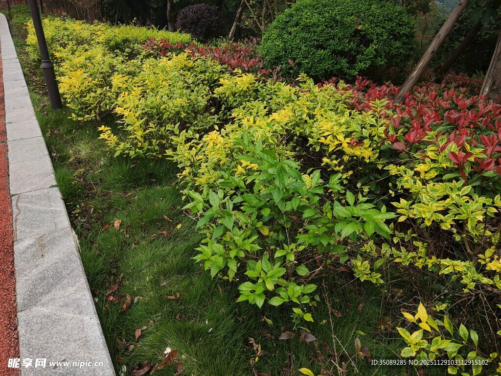 多彩植物装点的路边景致