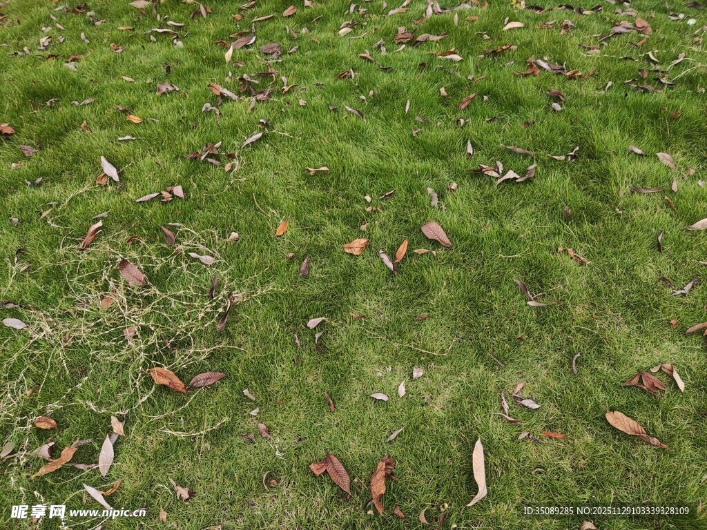 翠绿草地散落枯叶