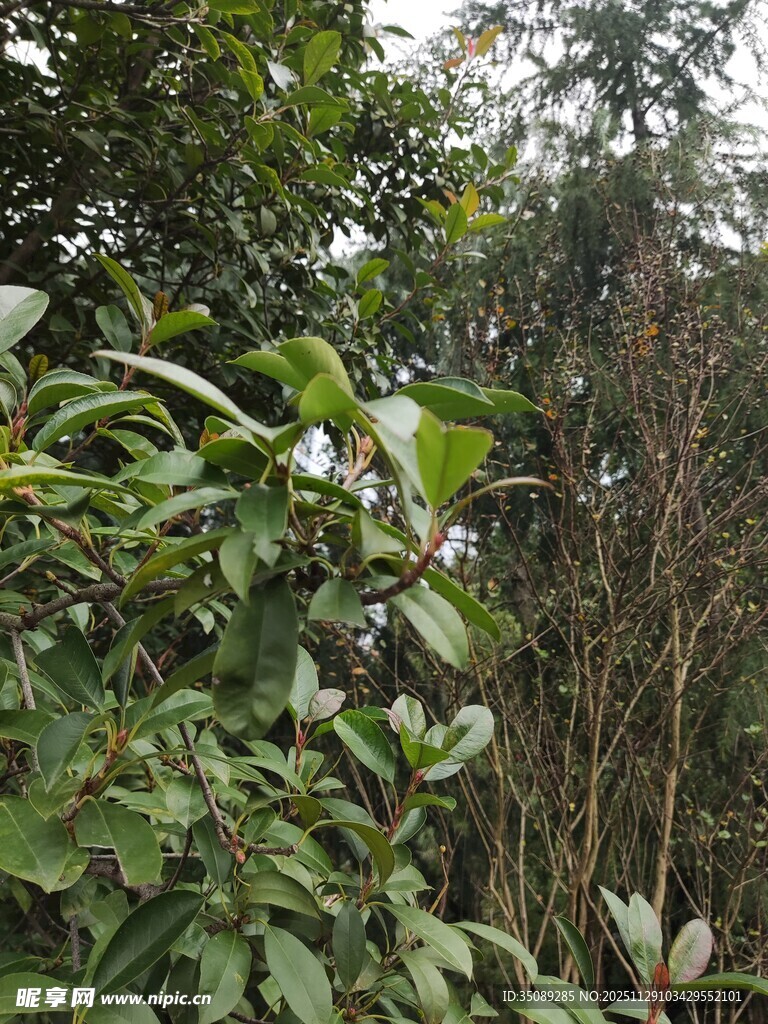 茂密绿植景观