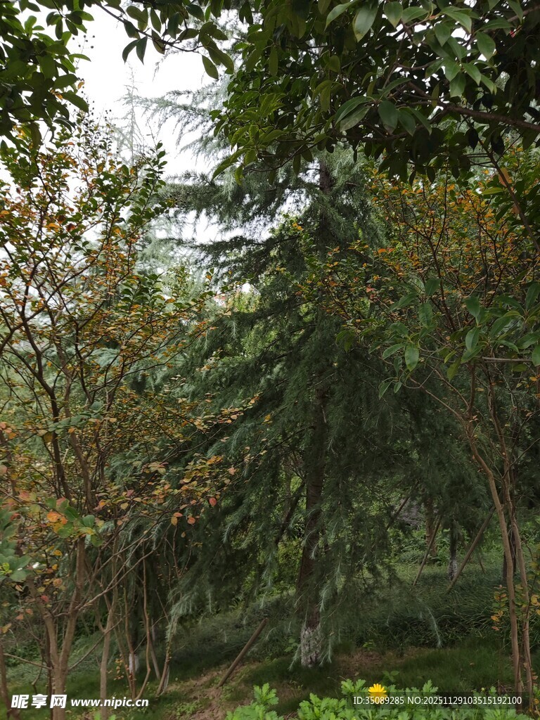 林间绿意盎然的自然景致