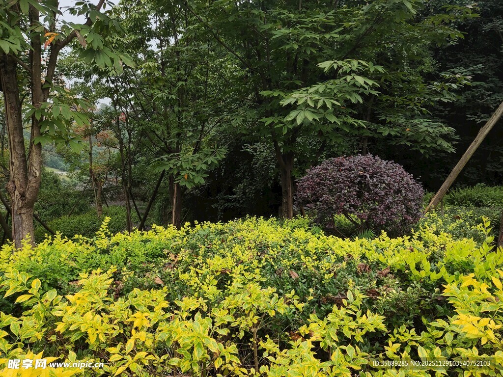 园林绿植景观