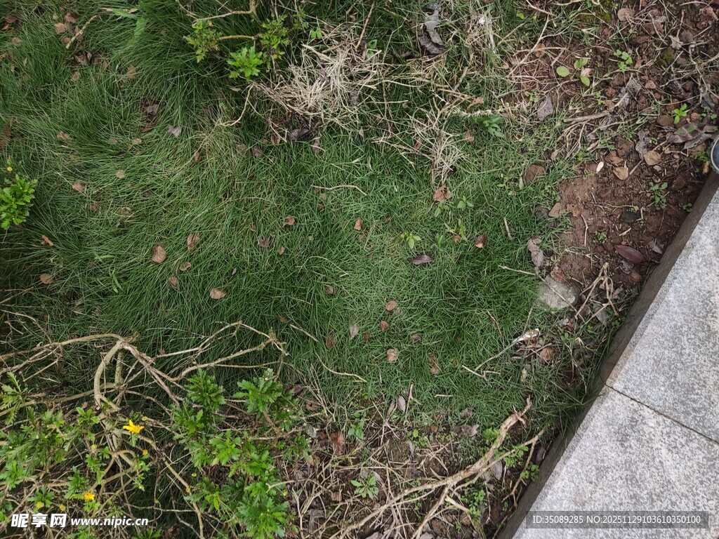 路边嫩绿草地景象