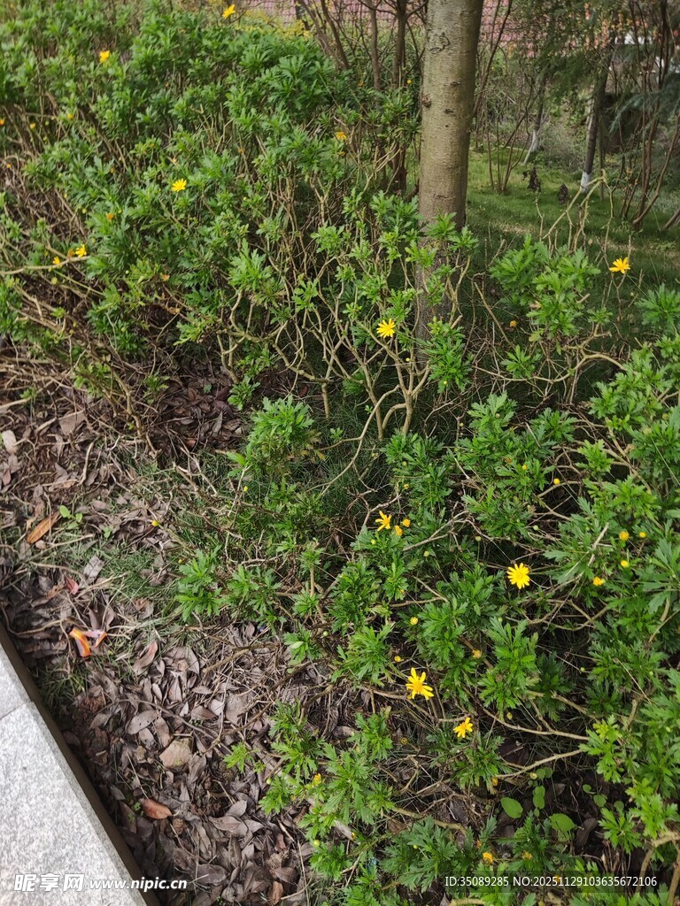 花园中的绿植与小花