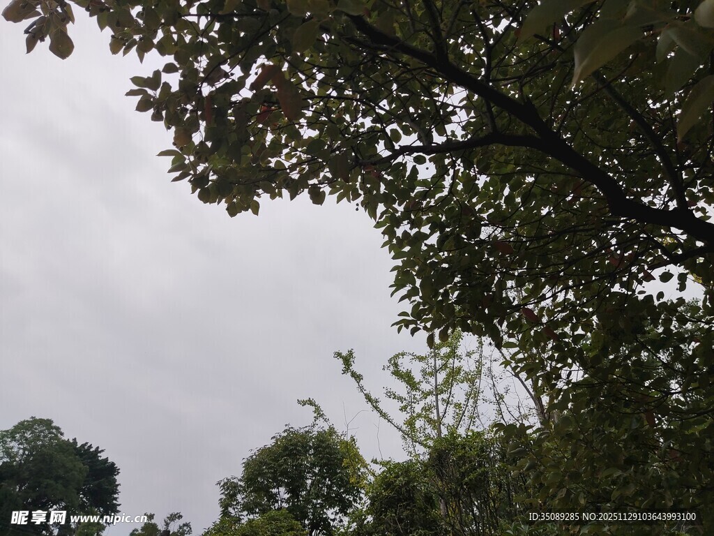 透过枝叶看天空