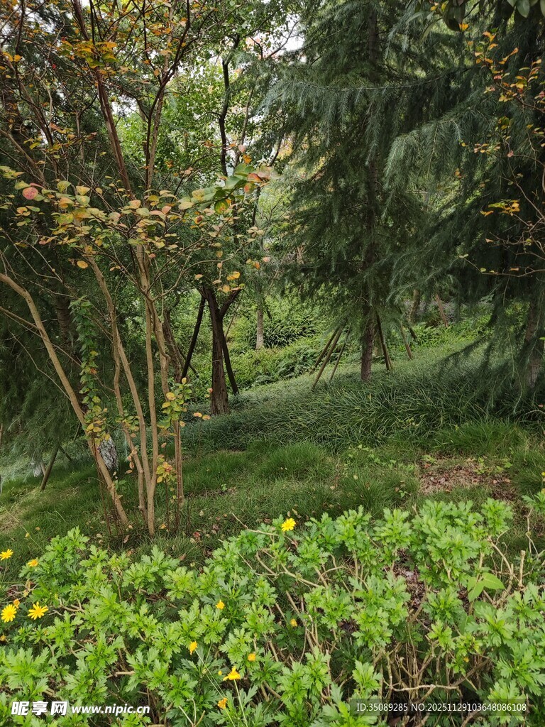 林间绿意盎然的自然景致