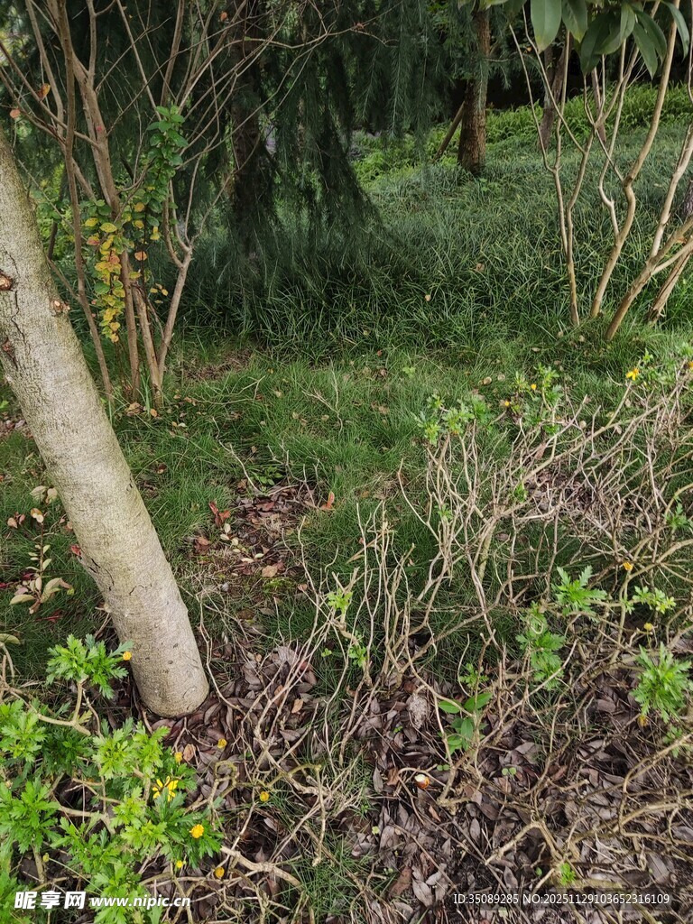 森林中的倾斜树干与植被