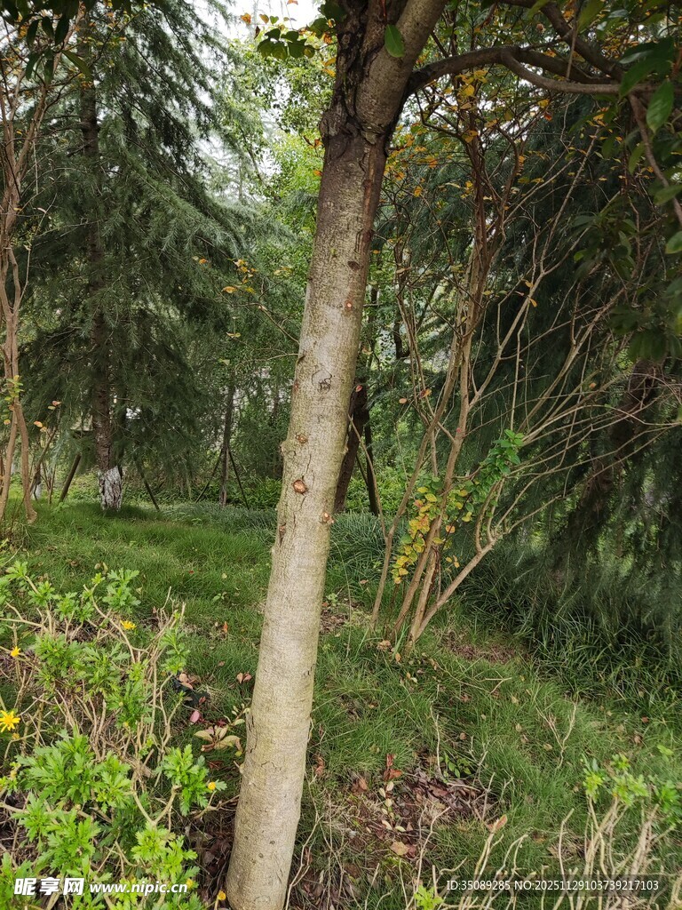 林间绿意盎然的自然景致