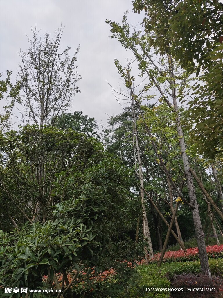 绿意盎然的园林景观