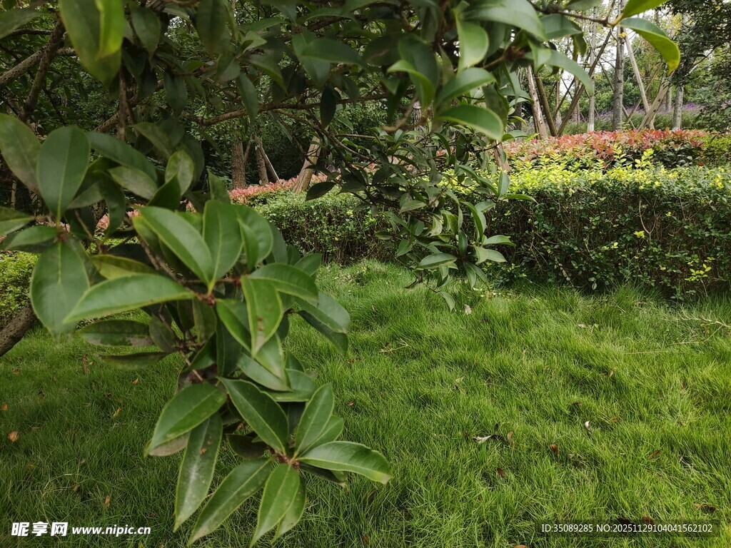 绿意盎然的庭院景观