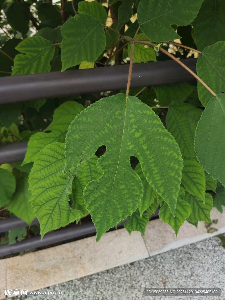 绿叶藤蔓缠绕栏杆景观