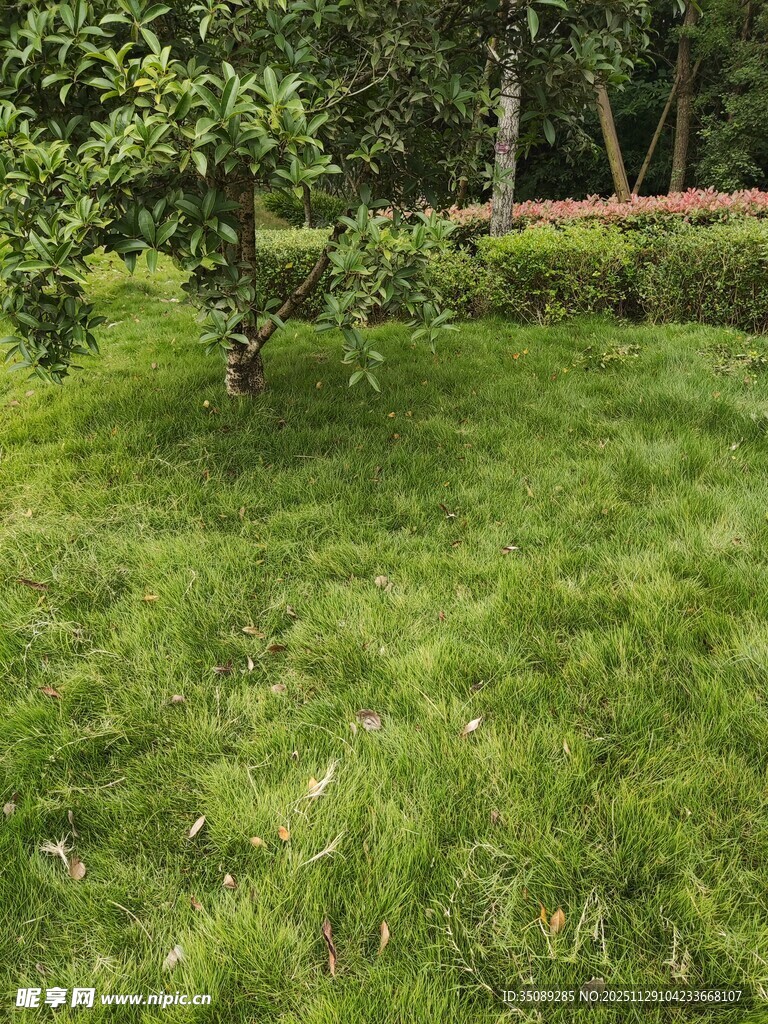 翠绿草坪与树木景象