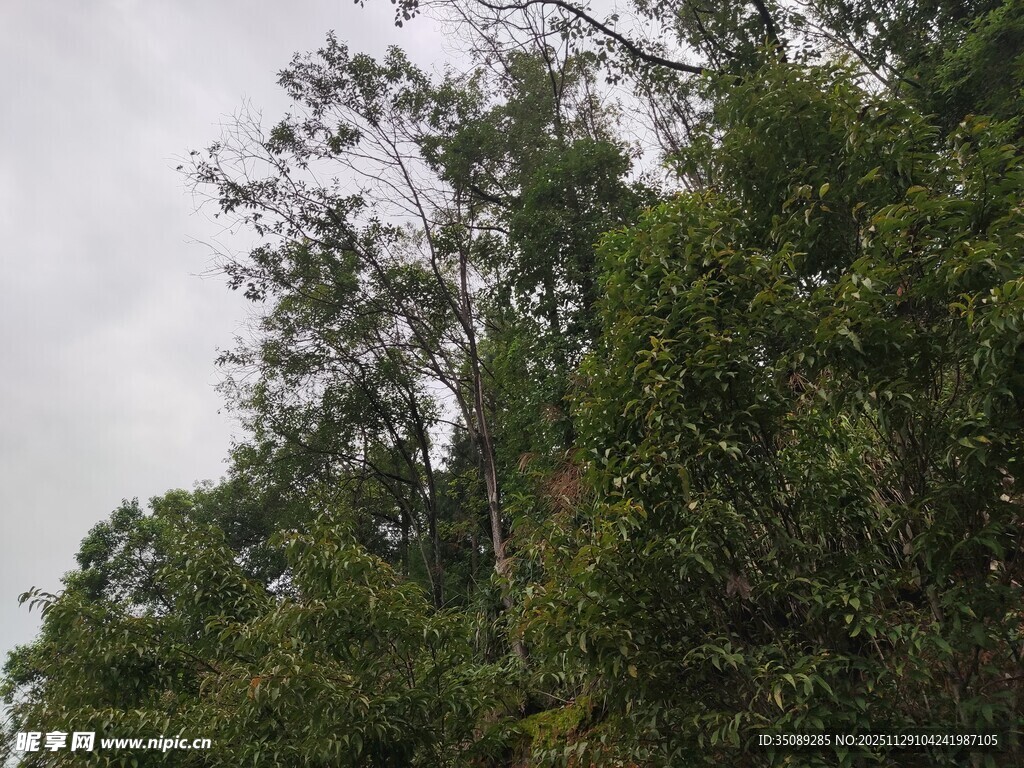 茂密树林绿意盎然