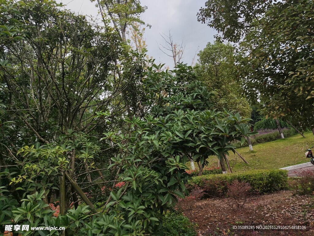 绿意盎然的户外园林景致