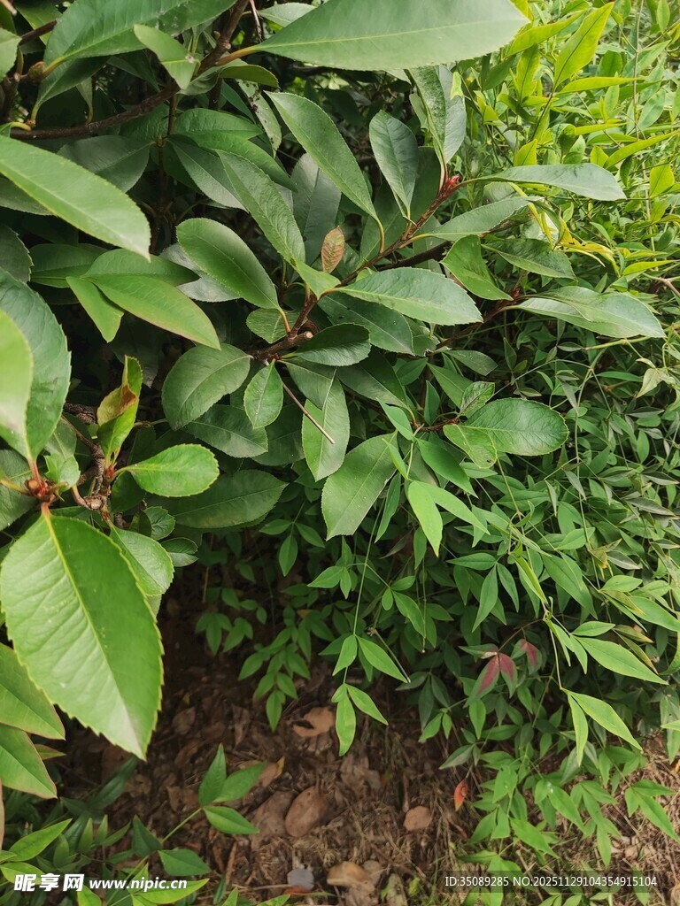 绿叶繁茂的植物景观