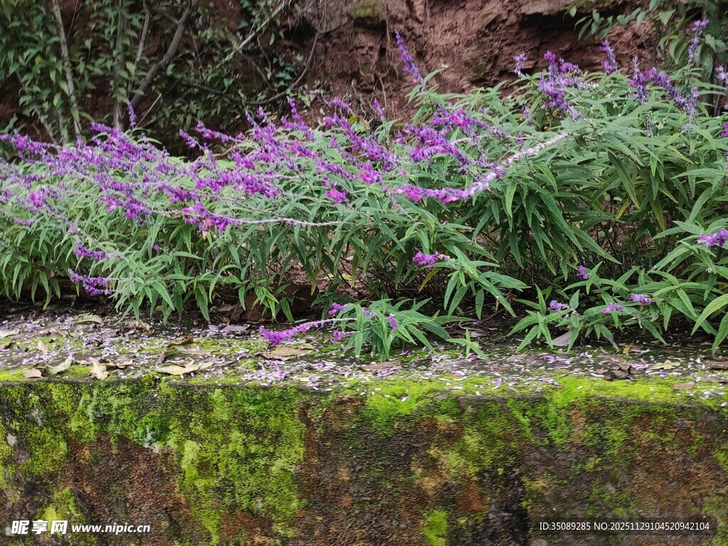 溪边紫色花卉与绿植倒影