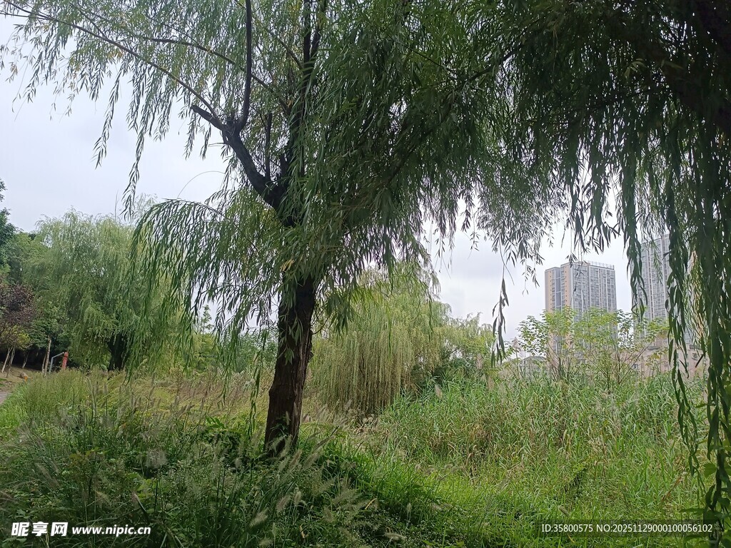 垂柳挺立绿意盎然的草地