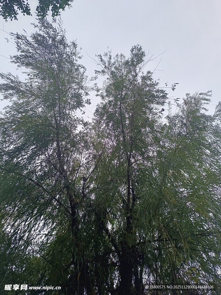 茂密树林中的葱郁树冠