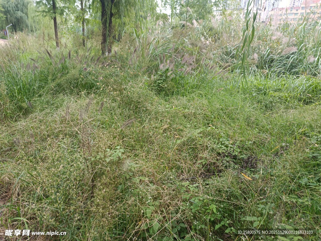 野外茂密草地景象