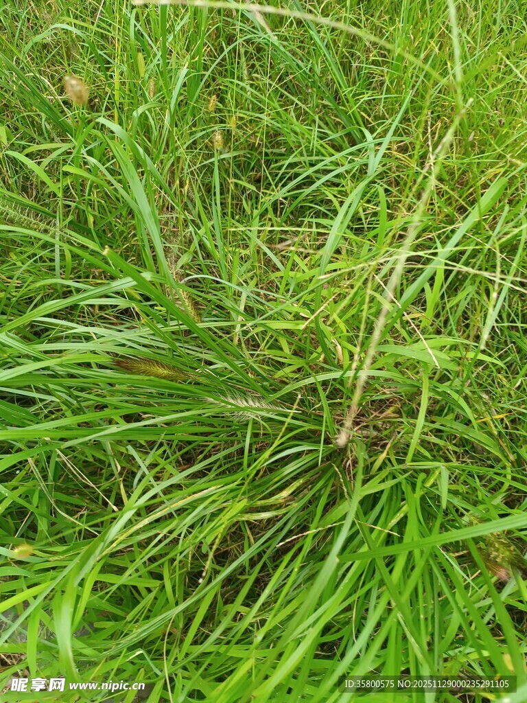 翠绿茂盛的丛生野草